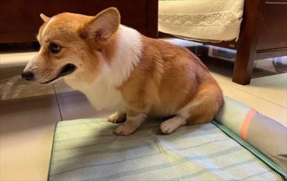 狗狗突然后腿无力走路不稳-图1