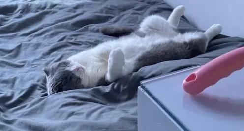 猫睡在床上的位置和主人关系