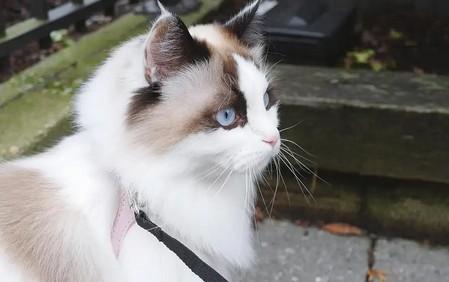 猫咪吐黄水但是精神很好-图1