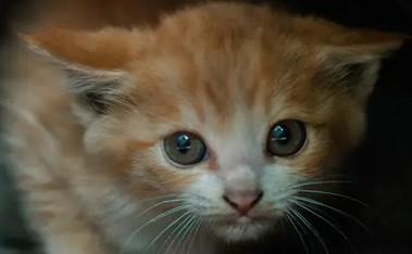 猫皮屑多是什么原因