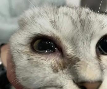 猫咪瞳孔散了还能救活吗-图1