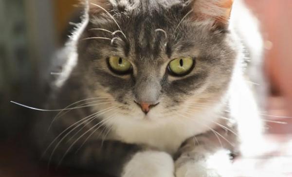 猫是什么投胎的-图1