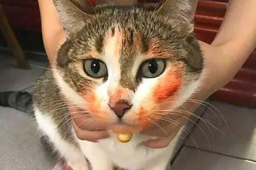 猫咪吐血了还能活吗-图1