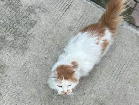 猫咪为什么会无缘无故的袭击主人-图1