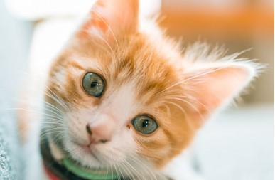 猫咪舔了背上的驱虫药-图1