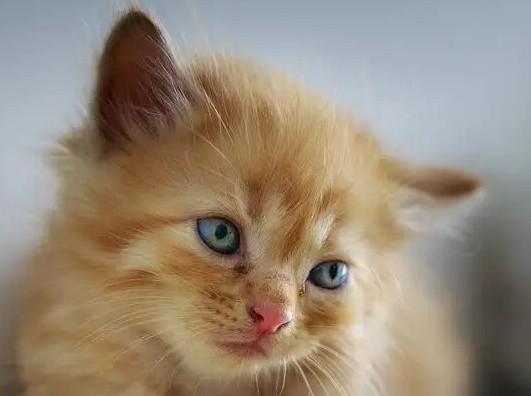 猫是代表狐仙还是黄仙-图1