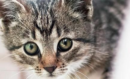 猫咪偷喝茶水了怎么办-图1