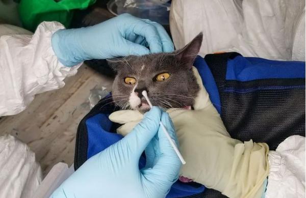 pcr五项病毒检测猫-图1