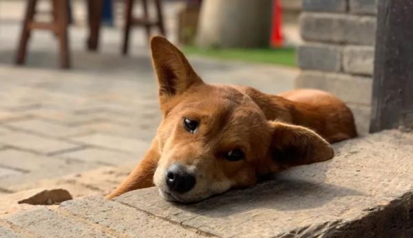 为什么狗狗伏天晒太阳-图1