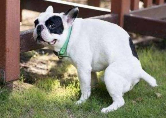 怎么样训练狗狗大小便-图1