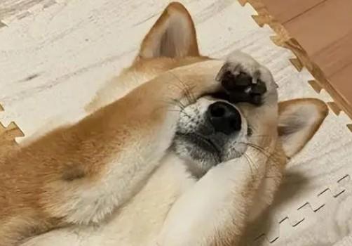 为什么狗狗捂头睡觉-图1