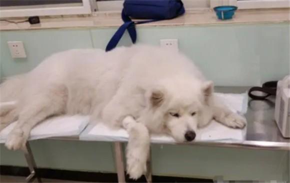 狗狗肾衰竭寿命能活多久？-1