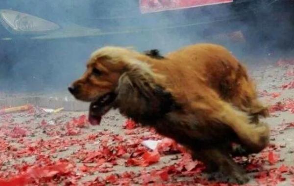 为什么有的狗狗不怕放炮-图1