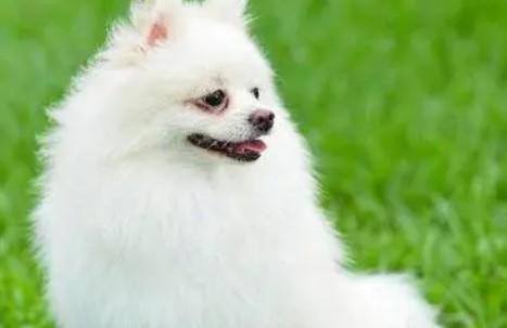 狗狗结石吃什么药最好-图1