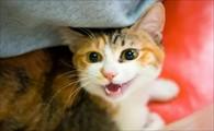 猫咪突然开口叫妈妈-图1