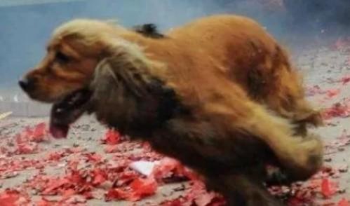 为什么狗狗喜欢叼烟花爆竹-图1