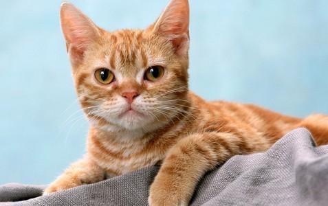 猫咪为啥晚上睡在主人床底下