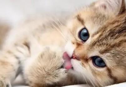 猫咪尾巴上长猫癣有什么办法