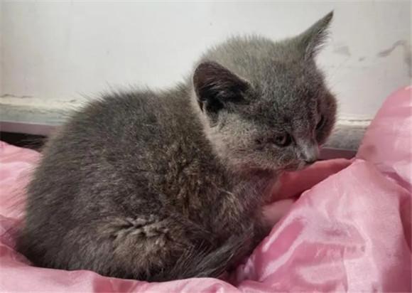 猫咪脱水是什么症状-图1