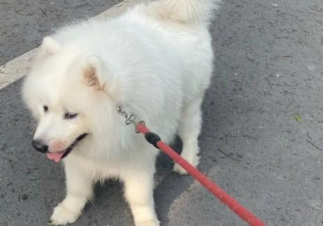 狗狗不想回家是什么原因引起的