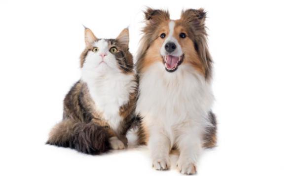 养猫狗容易得什么病