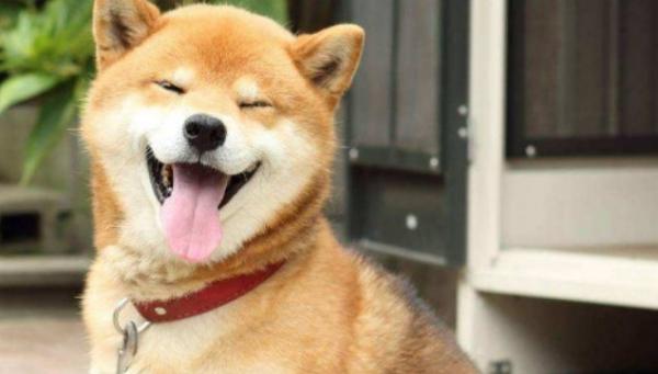 中型短毛干净好养的犬类-图1