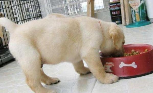 怎么判断幼犬是否吃饱-图1