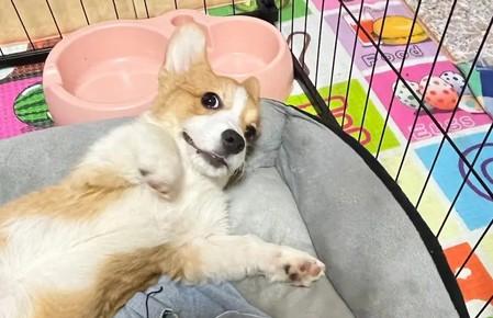 为什么狗狗要搬窝呢