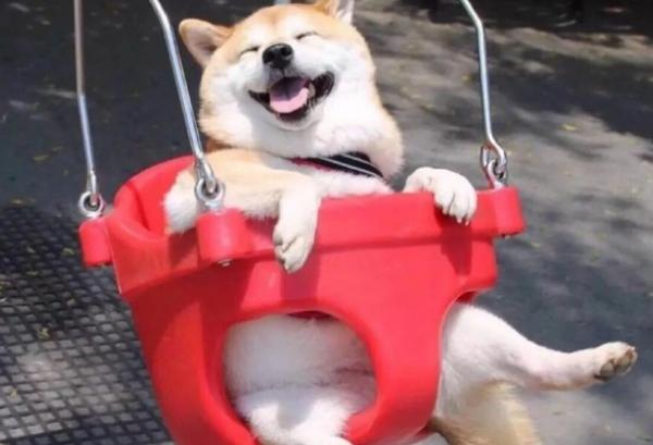 安静不扰民的小型犬-图1
