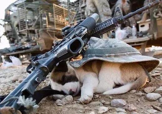 狗狗为什么怕枪