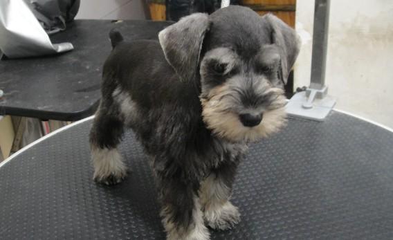 雪纳犬和柴犬哪个适合公寓养的狗-图1