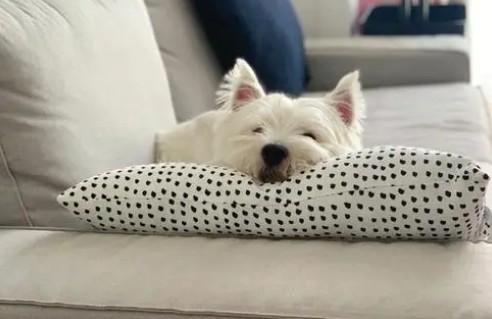 狗狗爱啃枕头边儿是为什么