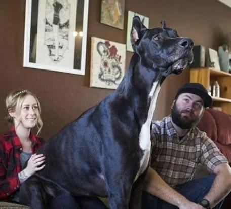 十大聪明犬排名