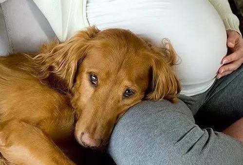 狗狗会闻到孕妇腹中的胎儿吗