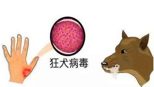 狂犬病出现症状会持续一个多月吗-图1