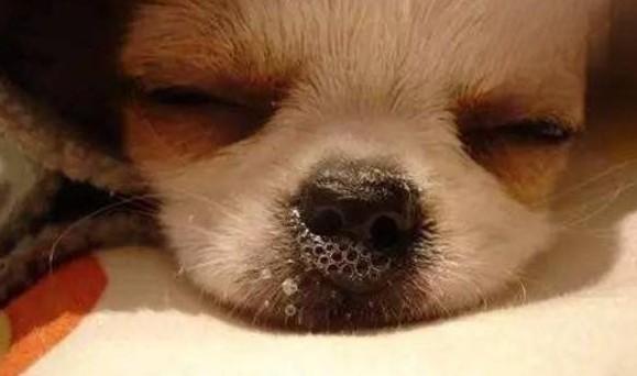 狗狗会无缘无故得犬瘟吗-图1