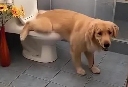 狗狗几天不拉屎会有危险