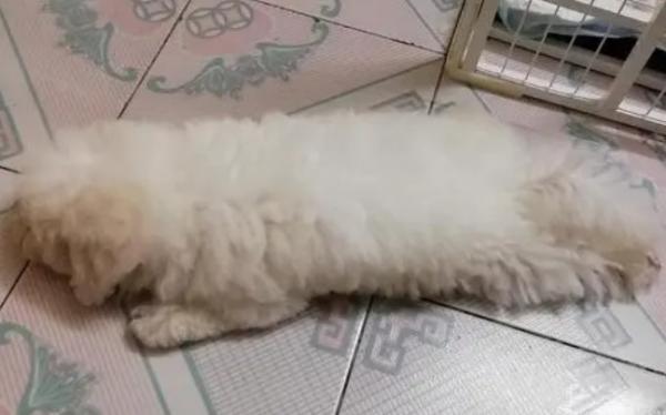 狗冬天可以睡瓷砖吗？-1