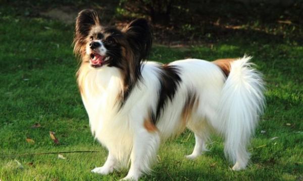 十大新手最好养的小型犬-图1