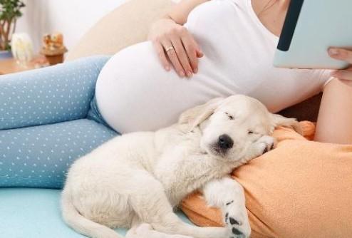 孕妇为什么不让养狗狗