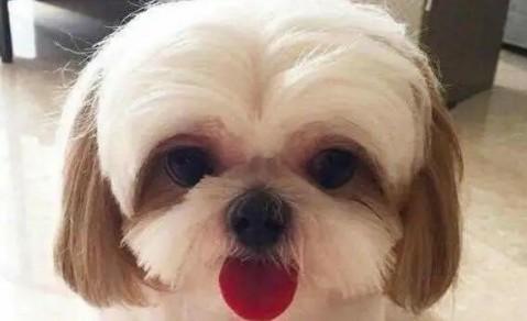 十大最漂亮小型犬-图1