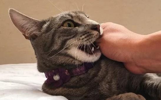 猫咪玩着玩着咬你一口-图1