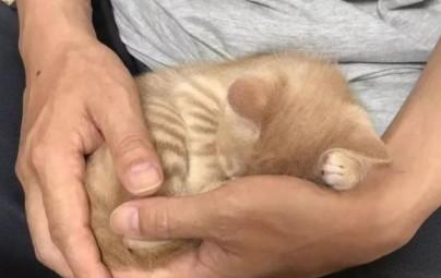 猫咪为啥刚睡醒喜欢舔人-图1