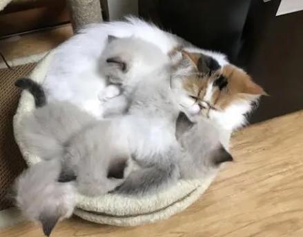 猫咪为什么半夜找主人-图1