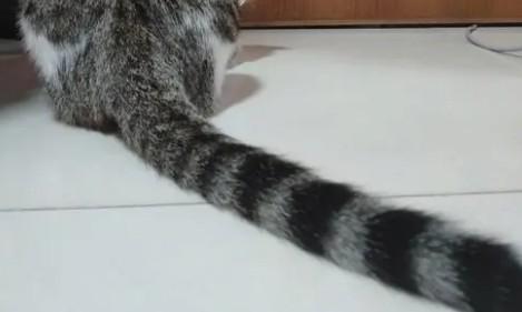 猫咪尾巴很油是什么原因-图1