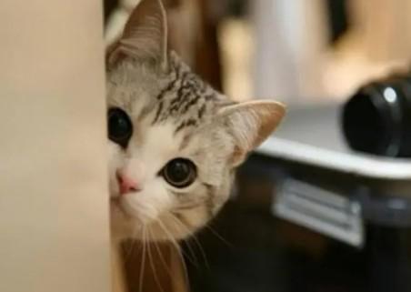 猫咪为啥歪头盯着你-图1
