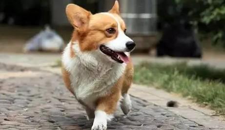 狗狗突然抓地是代表什么