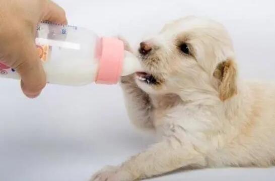 狗狗为什么要喝狗奶粉