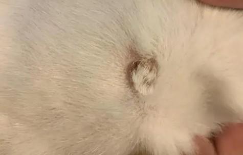 猫咪脱了一撮毛有结痂-图1
