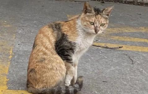 猫咪驼背是不是代表有软骨病-图1